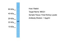 MOG1 Antibody, Novus Biologicals 100 &mu;L; Unconjugated:Antibodies, Polyclonal